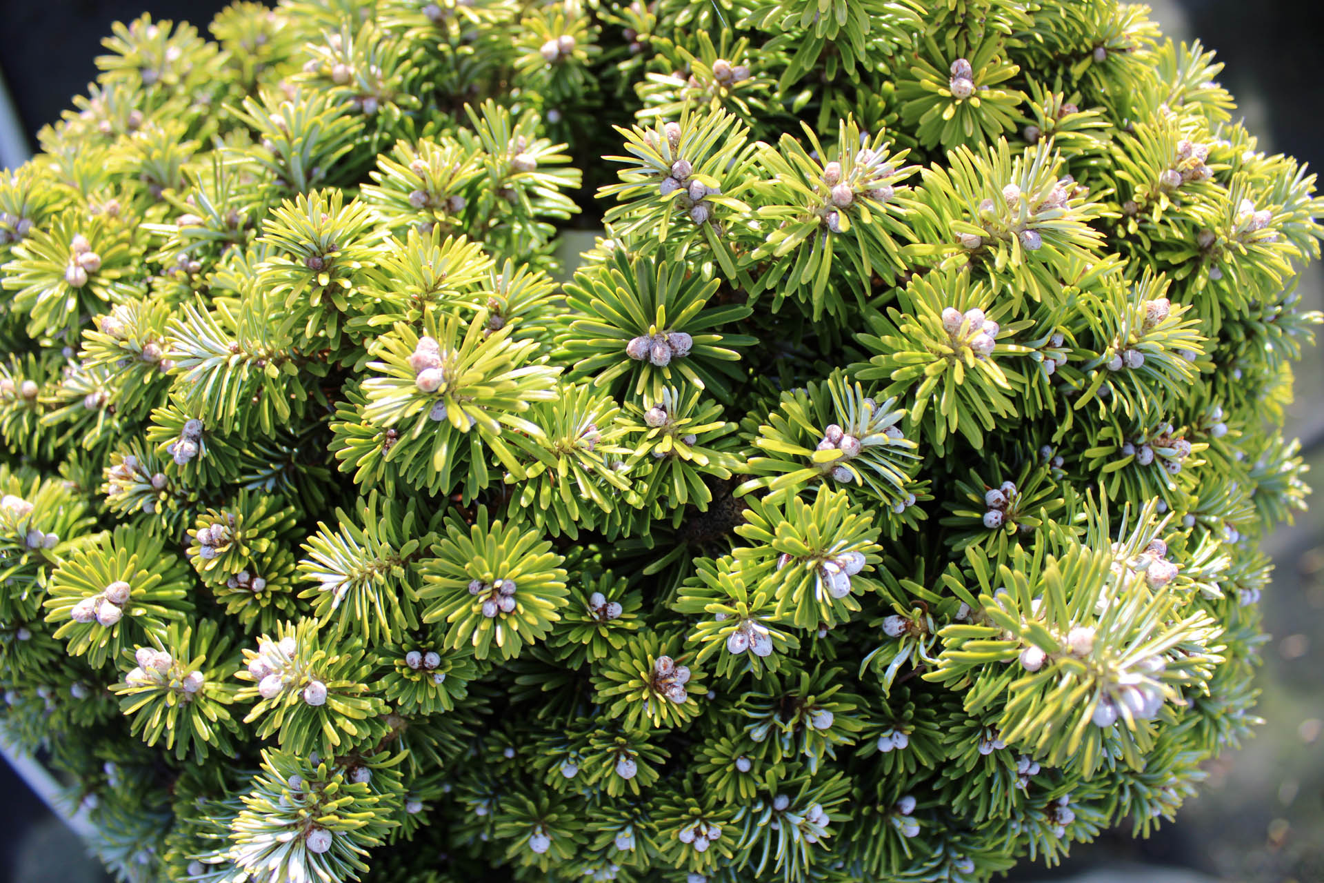 Abies koreana 
